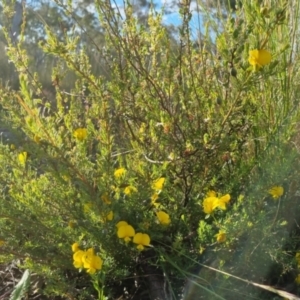 Gompholobium huegelii at Bungendore, NSW - 25 Nov 2022