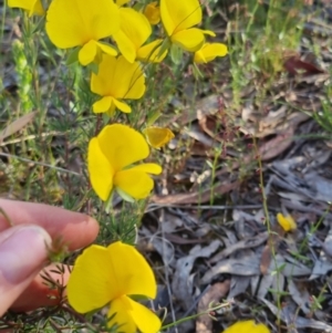 Gompholobium huegelii at Bungendore, NSW - 25 Nov 2022 06:38 PM