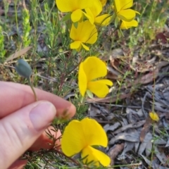 Gompholobium huegelii at Bungendore, NSW - 25 Nov 2022