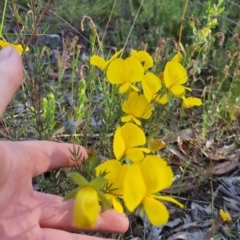 Gompholobium huegelii at Bungendore, NSW - 25 Nov 2022