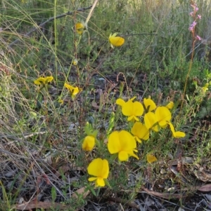 Gompholobium huegelii at Bungendore, NSW - 25 Nov 2022