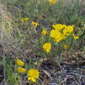 Gompholobium huegelii at Bungendore, NSW - 25 Nov 2022