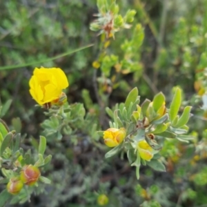 Hibbertia obtusifolia at Bungendore, NSW - 25 Nov 2022 06:37 PM