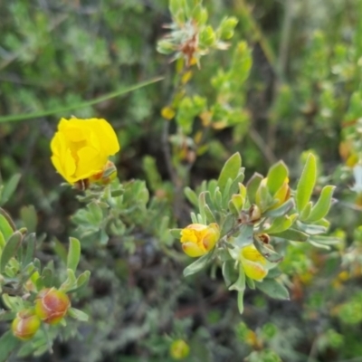 Hibbertia obtusifolia (Grey Guinea-flower) at Bungendore, NSW - 25 Nov 2022 by clarehoneydove