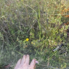 Hibbertia obtusifolia at Bungendore, NSW - 25 Nov 2022 06:37 PM