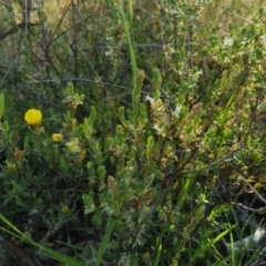 Hibbertia obtusifolia at Bungendore, NSW - 25 Nov 2022 06:37 PM