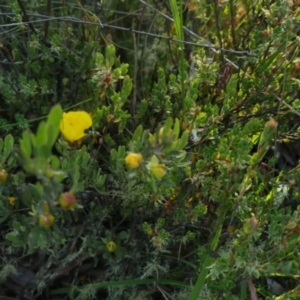 Hibbertia obtusifolia at Bungendore, NSW - 25 Nov 2022 06:37 PM