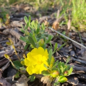 Hibbertia obtusifolia at Bungendore, NSW - 25 Nov 2022 06:35 PM