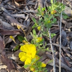 Hibbertia obtusifolia at Bungendore, NSW - 25 Nov 2022 06:35 PM