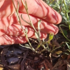 Chrysocephalum apiculatum at Bungendore, NSW - 25 Nov 2022