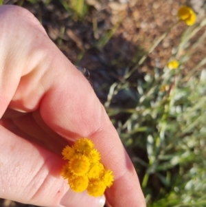 Chrysocephalum apiculatum at Bungendore, NSW - 25 Nov 2022