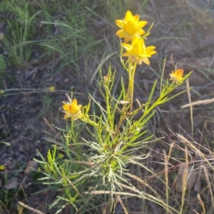 Xerochrysum viscosum at Bungendore, NSW - 25 Nov 2022