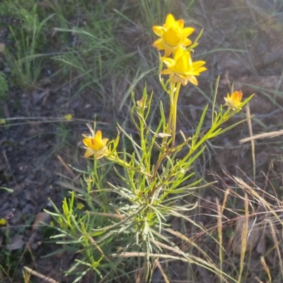 Xerochrysum viscosum (Sticky Everlasting) at Bungendore, NSW - 25 Nov 2022 by clarehoneydove