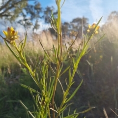 Xerochrysum viscosum at Bungendore, NSW - 25 Nov 2022 06:27 PM