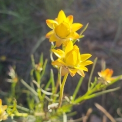 Xerochrysum viscosum at Bungendore, NSW - 25 Nov 2022 06:27 PM