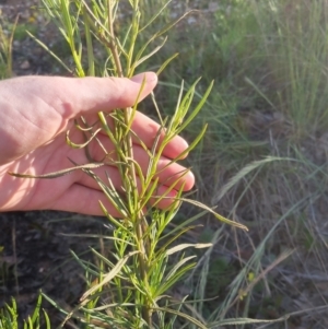 Xerochrysum viscosum at Bungendore, NSW - 25 Nov 2022