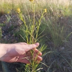 Xerochrysum viscosum at Bungendore, NSW - 25 Nov 2022