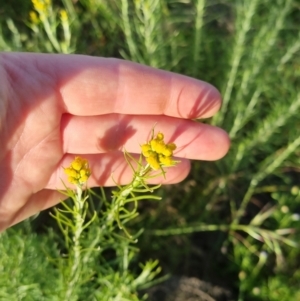 Chrysocephalum semipapposum at Bungendore, NSW - 25 Nov 2022