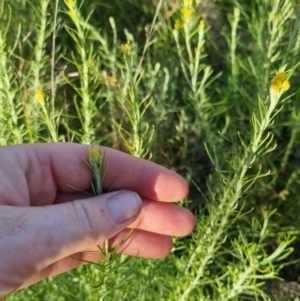 Chrysocephalum semipapposum at Bungendore, NSW - 25 Nov 2022