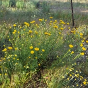 Xerochrysum viscosum at Bungendore, NSW - 25 Nov 2022 06:33 PM