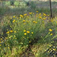 Xerochrysum viscosum at Bungendore, NSW - 25 Nov 2022 06:33 PM