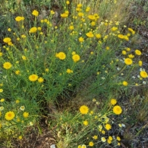 Xerochrysum viscosum at Bungendore, NSW - 25 Nov 2022 06:33 PM