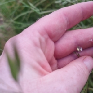 Myosotis discolor at Bungendore, NSW - 24 Nov 2022 07:31 PM