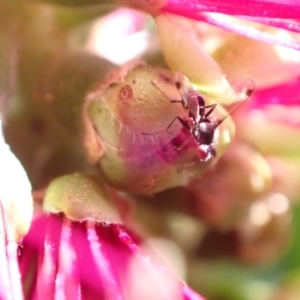 Parapalaeosepsis plebeia at Murrumbateman, NSW - 25 Nov 2022