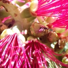 Parapalaeosepsis plebeia at Murrumbateman, NSW - 25 Nov 2022