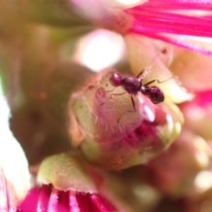 Parapalaeosepsis plebeia at Murrumbateman, NSW - 25 Nov 2022