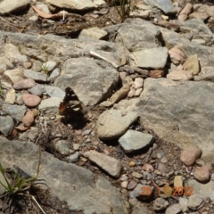 Vanessa itea (Yellow Admiral) at Namadgi National Park - 25 Nov 2022 by GirtsO