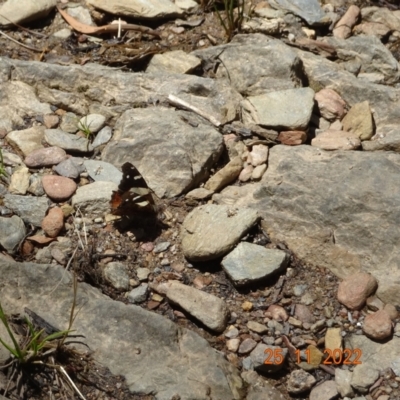 Vanessa itea (Yellow Admiral) at Cotter River, ACT - 25 Nov 2022 by GirtsO