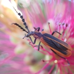 Pseudolycus sp. (genus) (Lycid-mimic oedemerid beetle) at Murrumbateman, NSW - 25 Nov 2022 by SimoneC