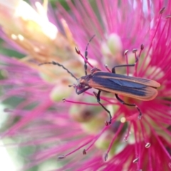 Pseudolycus sp. (genus) at Murrumbateman, NSW - 25 Nov 2022