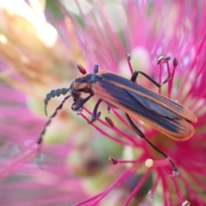 Pseudolycus sp. (genus) at Murrumbateman, NSW - 25 Nov 2022