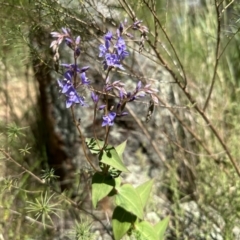 Veronica perfoliata (Digger's Speedwell) at Mount Ainslie - 25 Nov 2022 by Pirom