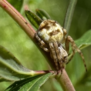 Araneinae (subfamily) at Ainslie, ACT - 25 Nov 2022