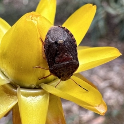 Dictyotus caenosus (Brown Shield Bug) at Coree, ACT - 18 Nov 2022 by Pirom