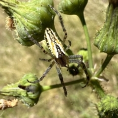 Plebs bradleyi (Enamelled spider) at Mount Ainslie - 25 Nov 2022 by Pirom
