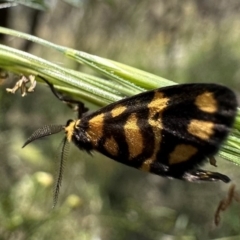 Asura lydia (Lydia Lichen Moth) at Mount Ainslie - 25 Nov 2022 by Pirom