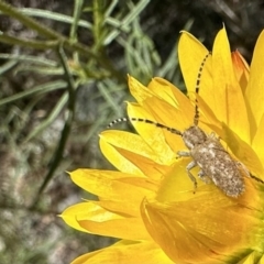 Rhytiphora paulla (Longhorn beetle) at Hackett, ACT - 25 Nov 2022 by Pirom