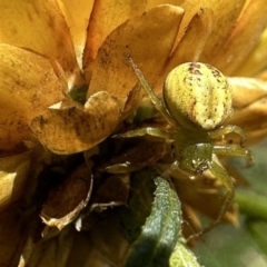 Lehtinelagia prasina (Leek-green flower spider) at Ainslie, ACT - 25 Nov 2022 by Pirom