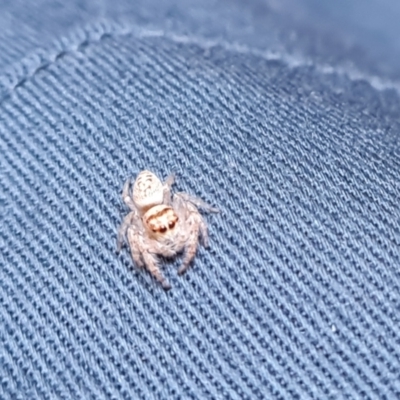 Opisthoncus sp. (genus) (Unidentified Opisthoncus jumping spider) at Mount Mugga Mugga - 25 Nov 2022 by Mike