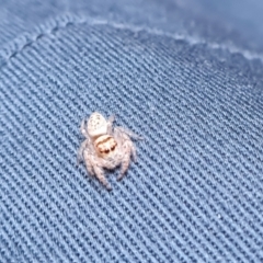 Unidentified Jumping & peacock spider (Salticidae) (TBC) at O'Malley, ACT - 25 Nov 2022 by Mike