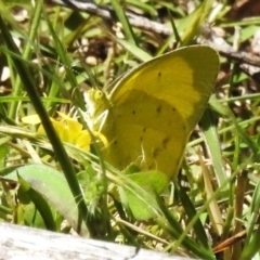 Eurema smilax (Small Grass-yellow) at Cotter River, ACT - 25 Nov 2022 by JohnBundock