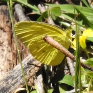 Eurema smilax at Cotter River, ACT - 25 Nov 2022