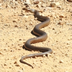 Pseudonaja textilis (Eastern Brown Snake) at Cotter River, ACT - 25 Nov 2022 by JohnBundock