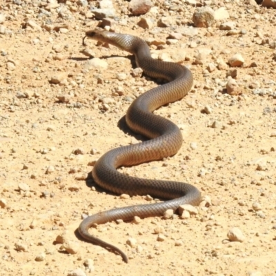 Pseudonaja textilis (Eastern Brown Snake) at Cotter River, ACT - 24 Nov 2022 by JohnBundock