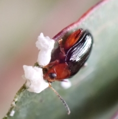 Unidentified Leaf beetle (Chrysomelidae) (TBC) at Murrumbateman, NSW - 23 Nov 2022 by SimoneC