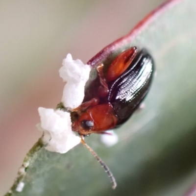 Arsipoda laeviceps (a red-legged flea beetle) at Murrumbateman, NSW - 23 Nov 2022 by SimoneC